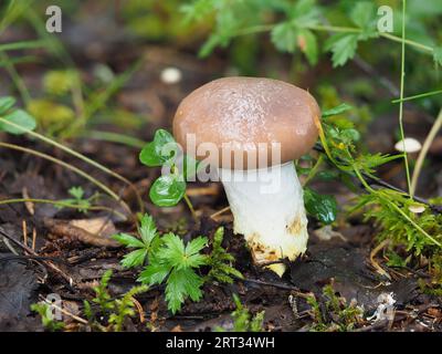 Bocca di mucca, cigolio (Gomphidius glutinosus) Foto Stock