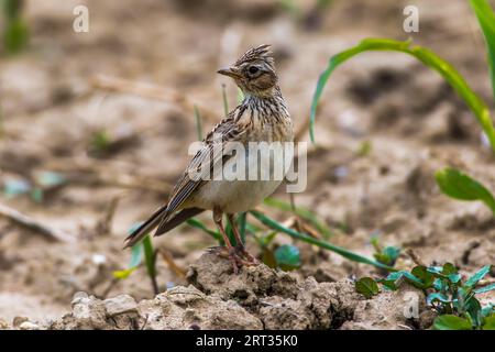 Un grattacielo su un campo vicino a Mimbach nella regione della biosfera Bliesgau, Un grattacielo comune su un campo Foto Stock