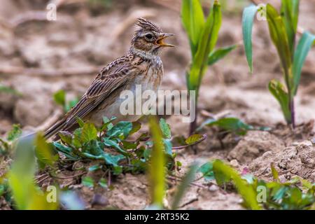 Un grattacielo su un campo vicino a Mimbach nella regione della biosfera Bliesgau, Un grattacielo comune su un campo Foto Stock