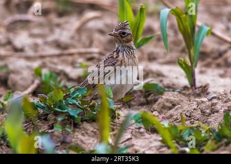 Un grattacielo su un campo vicino a Mimbach nella regione della biosfera Bliesgau, Un grattacielo comune su un campo Foto Stock