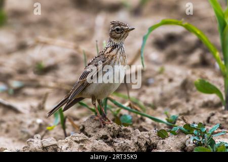 Un grattacielo su un campo vicino a Mimbach nella regione della biosfera Bliesgau, Un grattacielo comune su un campo Foto Stock