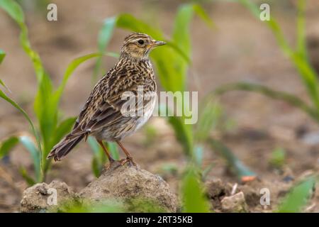 Un grattacielo su un campo vicino a Mimbach nella regione della biosfera Bliesgau, Un grattacielo comune su un campo Foto Stock