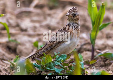 Un grattacielo su un campo vicino a Mimbach nella regione della biosfera Bliesgau, Un grattacielo comune su un campo Foto Stock