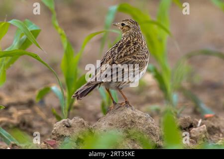 Un grattacielo su un campo vicino a Mimbach nella regione della biosfera Bliesgau, Un grattacielo comune su un campo Foto Stock