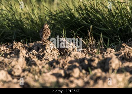 Un grattacielo su un campo vicino a Mimbach nella regione della biosfera Bliesgau, Un grattacielo comune su un campo Foto Stock