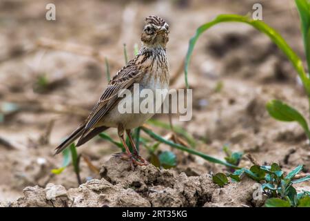 Un grattacielo su un campo vicino a Mimbach nella regione della biosfera Bliesgau, Un grattacielo comune su un campo Foto Stock