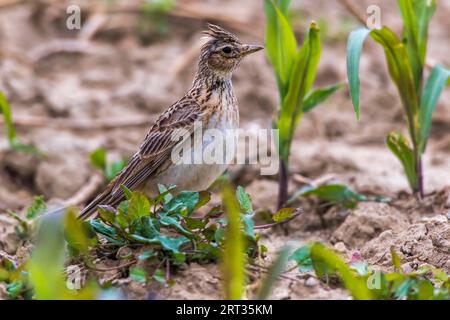 Un grattacielo su un campo vicino a Mimbach nella regione della biosfera Bliesgau, Un grattacielo comune su un campo Foto Stock