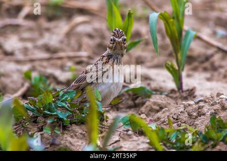 Un grattacielo su un campo vicino a Mimbach nella regione della biosfera Bliesgau, Un grattacielo comune su un campo Foto Stock