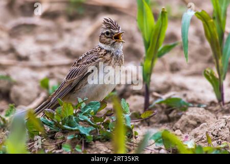 Un grattacielo su un campo vicino a Mimbach nella regione della biosfera Bliesgau, Un grattacielo comune su un campo Foto Stock