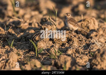 Un grattacielo su un campo vicino a Mimbach nella regione della biosfera Bliesgau, Un grattacielo comune su un campo Foto Stock