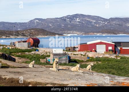 Ilulissat, Groenlandia, 8 luglio 2018: Gruppo di cani da slitta incatenati. Rodebay, noto anche come Oqaatsut, è un insediamento di pescatori a nord di Ilulissat Foto Stock