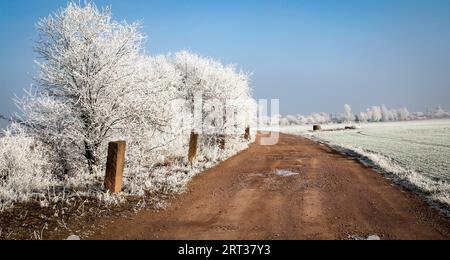 Paesaggio invernale, albero con semi e Hoarfrost Foto Stock