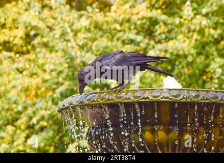 Londra, Inghilterra, Regno Unito. 10 settembre 2023. Un corvo beve acqua in una fontana nel Regent's Park, mentre continua l'onda di calore più lunga mai registrata nel Regno Unito. (Immagine di credito: © Vuk Valcic/ZUMA Press Wire) SOLO USO EDITORIALE! Non per USO commerciale! Foto Stock