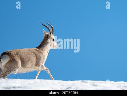 Gazzella tibetana da Gurudongmar nel sikkim settentrionale Foto Stock