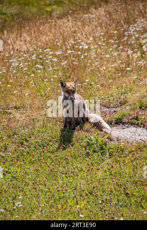 Grazioso cucciolo di volpe rossa selvatica (Vulpes vulpes) in un prato del Parco Nazionale del Gran Paradiso, Ceresole Royale, Torino, Piemonte, Italia Foto Stock