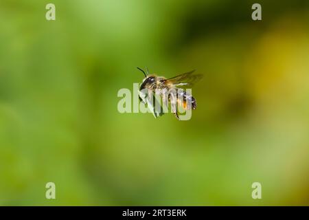 Legna tagliafili Megachile ligniseca, femmina adulta che vola con foglie, Suffolk, Inghilterra, agosto Foto Stock