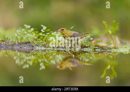 Carduelis chloris, uomo adulto in piedi sul bordo dell'acqua con riflesso, Suffolk, Inghilterra, agosto Foto Stock