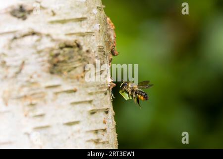 Legna tagliafili Megachile ligniseca, femmina adulta che vola, sta per entrare nel buco del nido con sezione di foglie, Suffolk, Inghilterra, agosto Foto Stock