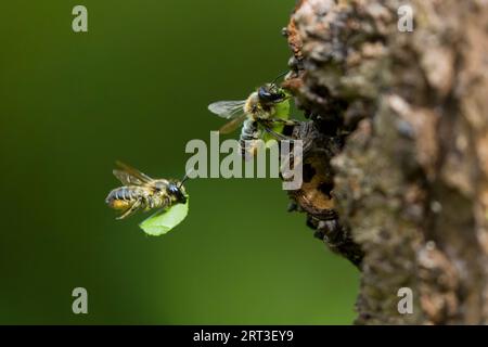 Legna tagliafili Megachile ligniseca, 2 femmine adulte, 1 volante, l'altra in procinto di entrare nel buco del nido con sezione di foglie, Suffolk, Inghilterra, Foto Stock