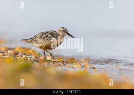 Canutus Calidris nodo rosso, adulto in piumaggio post riproduzione camminando sulla spiaggia, riserva RSPB Snettisham, Norfolk, Inghilterra, settembre Foto Stock