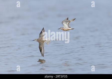 Red Knot Calidris canutus, 2 adulti in volo, 1 in piumaggio non riproduttivo, 1 in muta, Snettisham RSPB Reserve, Norfolk, Inghilterra, settembre Foto Stock