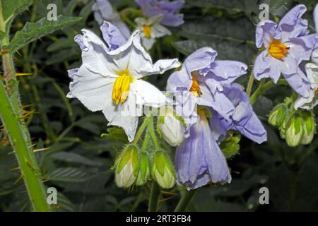 Solanum sisymbriifolium (tonalità di notte appiccicosa) è originario delle regioni secche del Sud America. Produce piccoli frutti commestibili che assomigliano un po' al pomodoro. Foto Stock