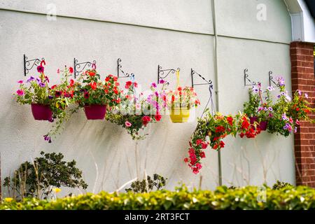 Fiori di petunia colorati e luminosi appesi in vasi di piante fuori da una casa del villaggio Foto Stock