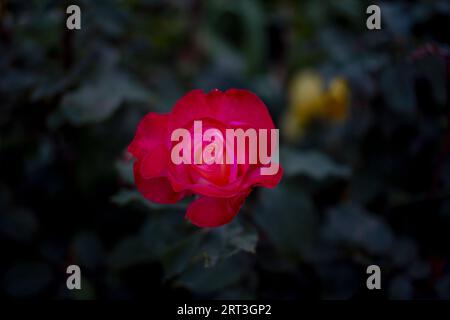 Bella rosa rosso brillante fiori e boccioli, che crescono in giardino. Natura estiva. Foto Stock
