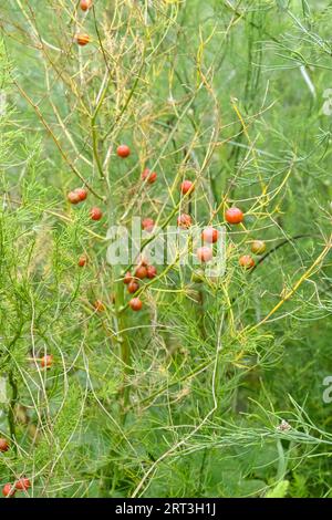 Piccole bacche rosse sulle piante di Asparagus lasciate per andare ai semi Foto Stock