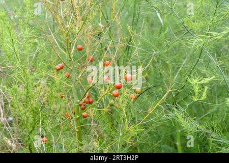 Piccole bacche rosse sulle piante di Asparagus lasciate per andare ai semi Foto Stock