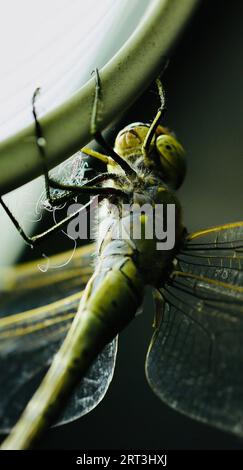 Un primo piano di una libellula verde appollaiata in cima a una finestra Foto Stock