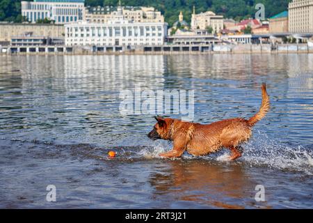 Cane del pastore belga Malinois che gioca con una palla nel fiume Foto Stock