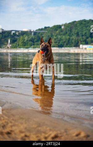 Ritratto del cane pastore belga Malinois in piedi sul fiume Foto Stock