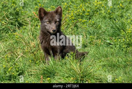 Black Arctic Fox seduto su un prato verde, Westfjords Islanda Foto Stock
