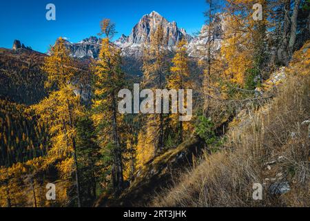 Maestoso paesaggio alpino autunnale con colorata foresta di sequoie e pittoreschi larici gialli. Foresta colorata e alte vette del lacy, Dolomi Foto Stock