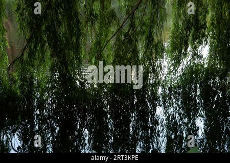 sfondo estivo: rami di salice verde si bagnano in acque calme del lago Foto Stock