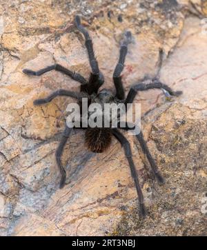 California Tarantula maschio adulto in cerca di una femmina durante la stagione degli accoppiamenti. Stevens Creek County Park, Santa Clara County, California, Stati Uniti. Foto Stock