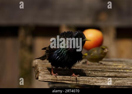 Il comune starling Sturnus vulgaris su legno vecchio Foto Stock