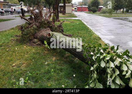 Danni provocati dalla tempesta. Albero caduto dopo una tempesta. Foto Stock