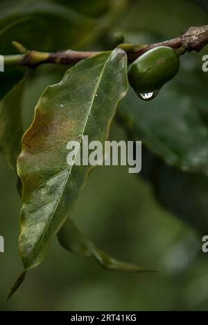 Primo piano di un ramo di un albero di caffè. Una foglia e un chicco di caffè. Foto Stock