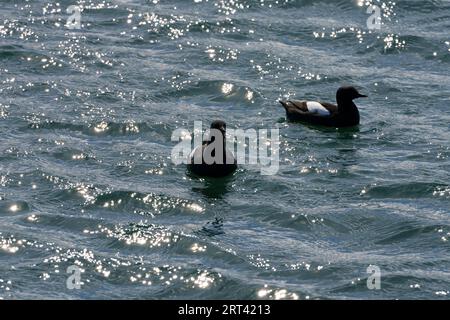 Cepphus grylle famiglia Alcidae genere Cepphus Black guillemot Tystie natura selvaggia fotografia di uccelli marini, foto, carta da parati Foto Stock