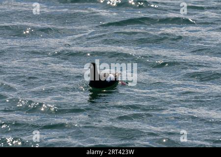 Cepphus grylle famiglia Alcidae genere Cepphus Black guillemot Tystie natura selvaggia fotografia di uccelli marini, foto, carta da parati Foto Stock