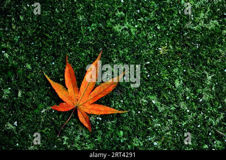 Natura morta di una singola foglia d'acero arancione che cade sul muschio verde Foto Stock