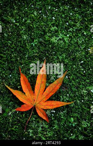 Natura morta di una singola foglia d'acero arancione che cade sul muschio verde Foto Stock