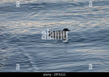 Cepphus grylle famiglia Alcidae genere Cepphus Black guillemot Tystie natura selvaggia fotografia di uccelli marini, foto, carta da parati Foto Stock