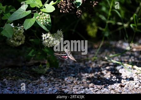 La falena della sfinge foderata bianca nella famiglia delle falene e talvolta chiamata falco dei colibrì si nutre di fiori in un habitat naturale, immagine ambientale scattata io Foto Stock