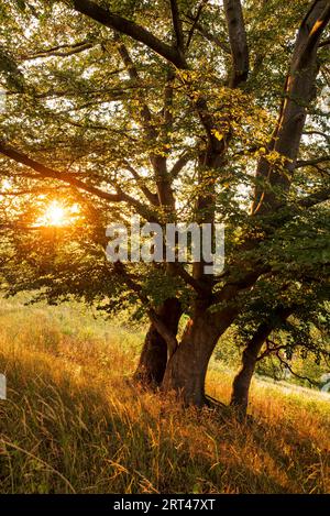 Il sole della sera brilla tra le foglie di un faggio (Fagus), Schwalenberg, Teutoburg Forest, Germania Foto Stock