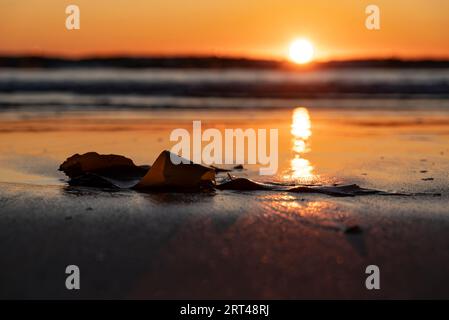 Primo piano di alghe marine (o alghe) che si trovano sulla spiaggia di Dooey al tramonto, in Irlanda Foto Stock