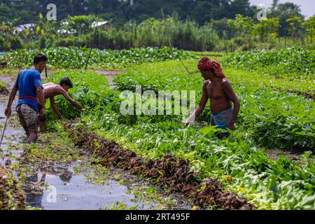 Gli agricoltori lavorano in una fattoria galleggiante a Najirpur, nel distretto di Pirojpur in Bangladesh. Il letto di verdure galleggianti cresce in aree a rischio di salinità Foto Stock