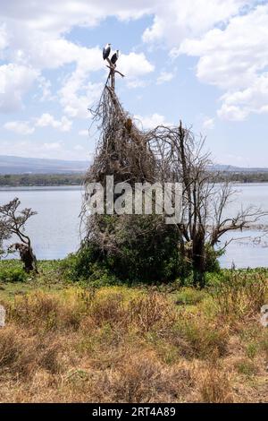 Lago Naivasha - due aquile di pesci africani arroccate su un grande nido su Crescent Island Foto Stock